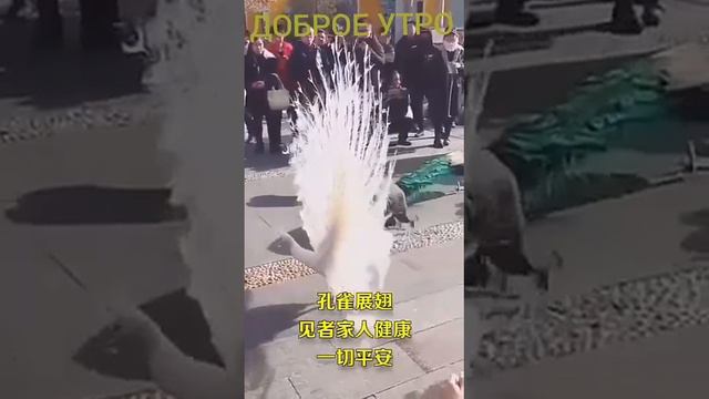 Самая красивая птица на свете. смотреть онлайн