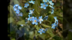 НЕЗАБУДКИ, (легенда о цветке ).