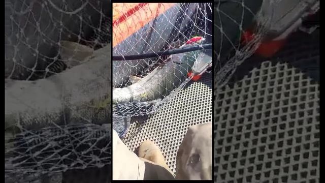 Ловля кеты на воблер 80 мм (13 гр) от Mr. Musurok