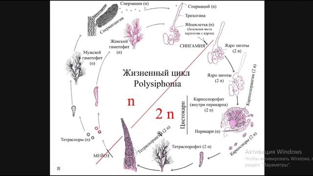Биология с нуля Ч.4. Красные водоросли (Багрянки) смотреть онлайн