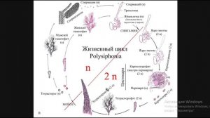 Биология с нуля Ч.4. Красные водоросли (Багрянки)