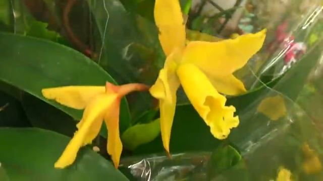 СУПЕР ОРХИДЕИ НОВИНКИ В ЛЕРУА МЕРЛЕН // 285 рублей смотреть онлайн