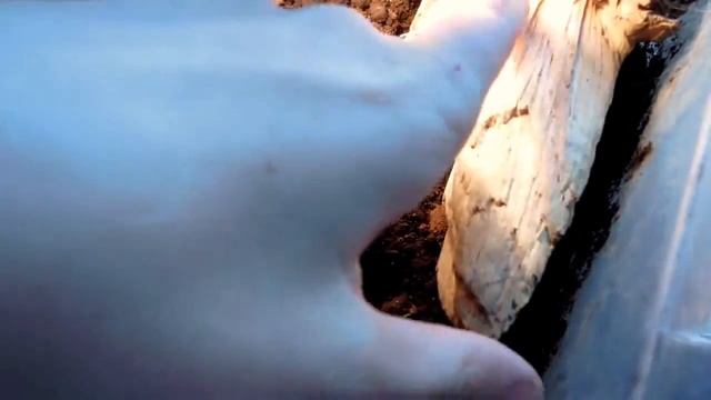 Уход и содержание ящериц смотреть онлайн