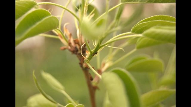 Пробуждение природы. Весна на даче. Первые цветы.??? Май 2019. смотреть онлайн