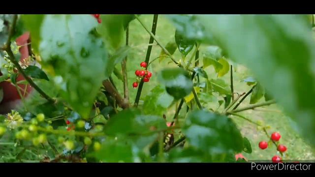 Blood Berry/Pigeon Berry Care