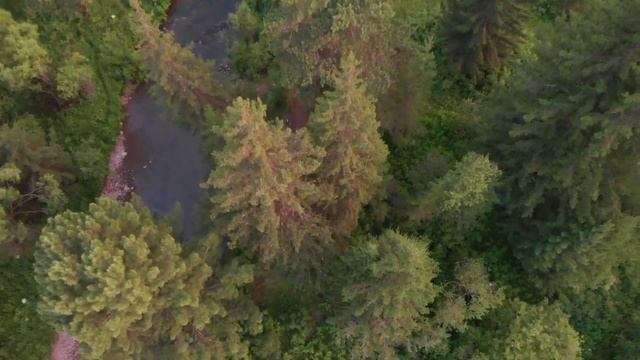 руины в тайге смотреть онлайн
