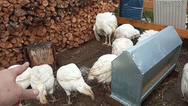 Индюшки хайбрид конвертер в 4,5 месяца начали нести яйца убираем всех самок на мясо осматриваем все смотреть онлайн