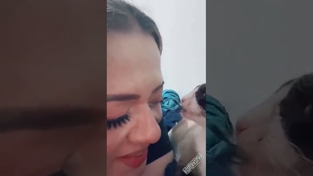 ресницу снимай!!! #cat #dog #смешное видео #приколы #кот#собак# смотреть онлайн