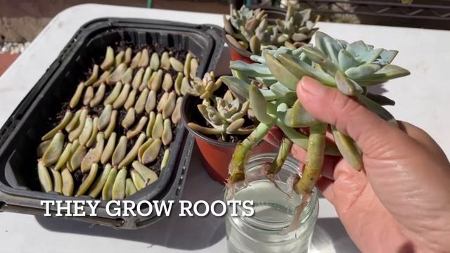 How to Propagate Graptopetalum Paraguayense ,Ghost Plant Propagation смотреть онлайн