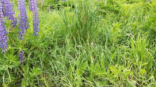 Иван чай смотреть онлайн