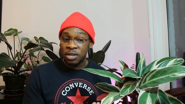 Stromanthe 'Triostar' Sanguine Care Guide | Stromanthe Tricolour (Tricolor) - All you need to know смотреть онлайн