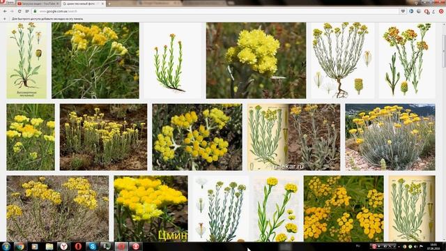 Бессмертник песчаный (Everlasting sand) смотреть онлайн