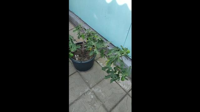 Выращивание инжира в контейнере. смотреть онлайн