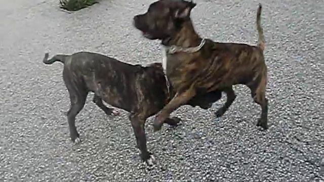 bandog-presa canario/neapolitan mastiff cross 8 months смотреть онлайн