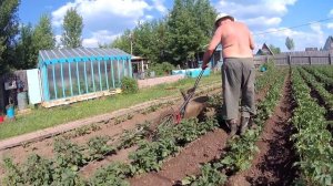 Посадка картофеля  Способ посадки картофеля для получения  высокого урожая  От А до Я