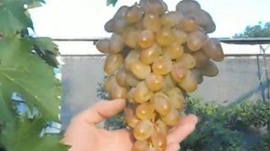 виноград Монарх