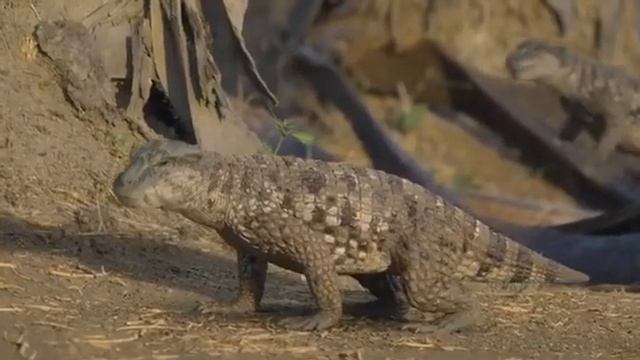 Majungasaurus | Prehistoric Planet Season 2 | #prehistoricplanet #dinosaurs #prehistoricanimals 202 смотреть онлайн