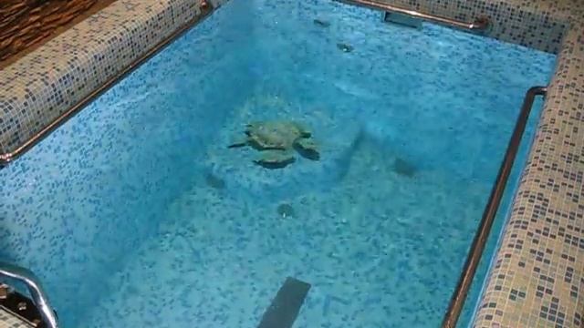 Мозаичное панно "черепаха" на дле бассейна смотреть онлайн