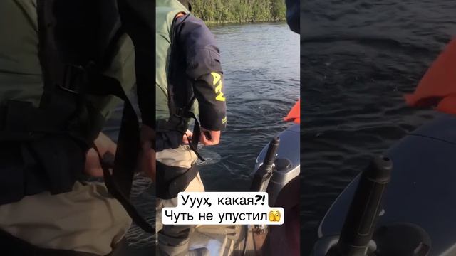 Вот это рыбка ? #рыбалка #рекомендации #рыба #вода #fishing #чавыча смотреть онлайн