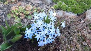 Хионодокса - весенний, луковичный первоцвет.