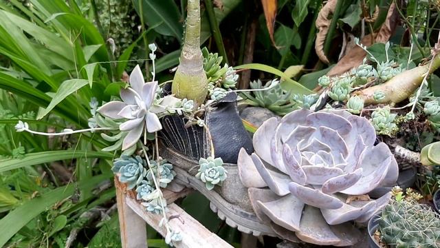 Reciclagem e suculentas смотреть онлайн