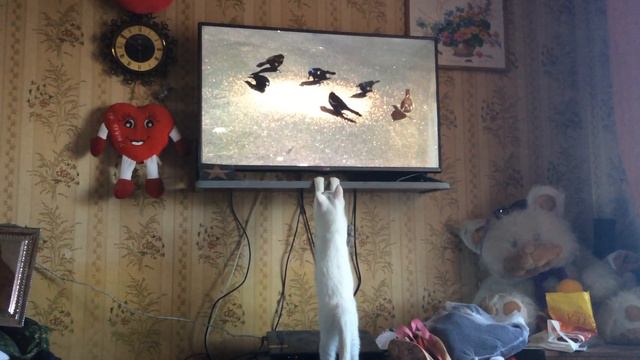КАК ЗАНЯТЬ КОТА НА ВЕСЬ ДЕНЬ смотреть онлайн