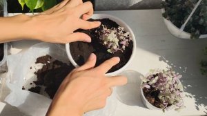 Каллизия Ползучая, Пинк Леди, Розовая Пантера. Традесканция. Правильный уход, пересадка, размножени