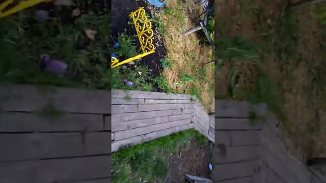 Забрала у паруньи яйца. Начался вывод смотреть онлайн