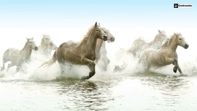 Spanish Guitar, Flamenco, Instrumental Guitar Music, Relaxing Music смотреть онлайн
