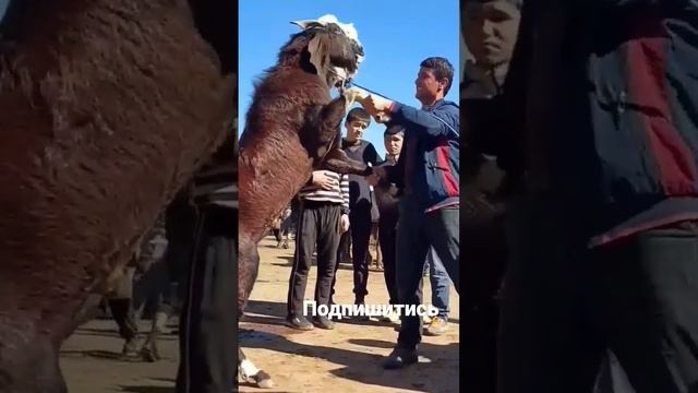 Самая большая коза в мире находится в Таджикистане, # Shorts смотреть онлайн