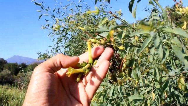 Tree Tobacco - Nicotiana Glauca, Coto De Caza, CA