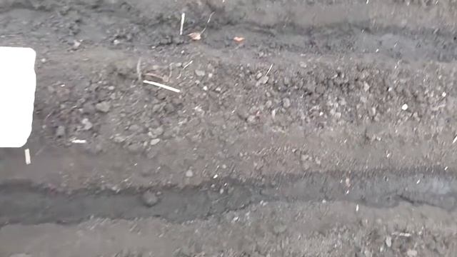 Как посадить фасоль. Фасоль на грядке смотреть онлайн