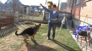 Джейкоб выполняет команды - немецкая овчарка