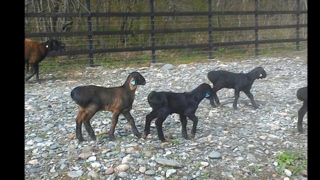 Ягнята гиссарской породы