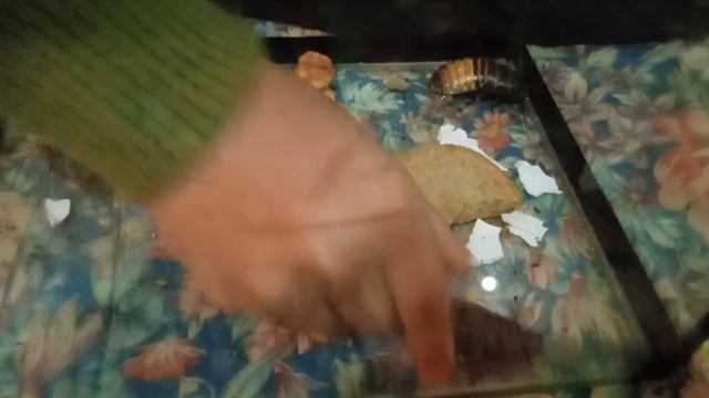 Мадагаскарские тараканы.mp4 смотреть онлайн