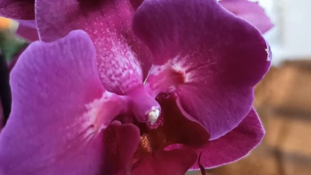 Моя новинка орхидея фаленопсис Стелленбош, бабочка ( Stellenbosch) Лора принимает солнечные ванны.