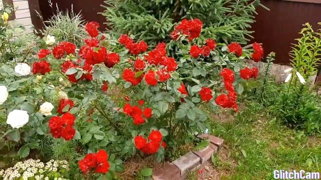 Розы в моем саду. Роза Европеана. смотреть онлайн