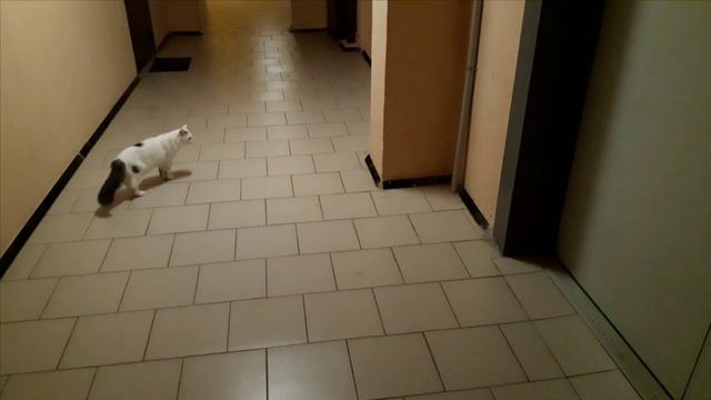 Кот Влашич Наше каждое утро смотреть онлайн