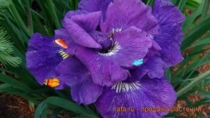 Ирис сибирский Каблуе (iris sibirica kabluey) ? ирис Каблуе обзор: как сажать саженцы ириса Каблуе
