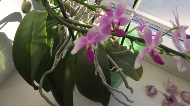 #10. Швейно-вышивальные будни. Текущие процессы/Вышивка в интерьере/Шитье/Книги. смотреть онлайн