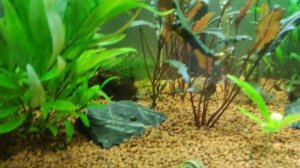 Мой аквариум 60 литров с гуппи и коридорасами, 02.10.2022