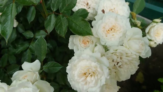 Роза bridal meillandina смотреть онлайн