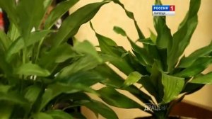 "Сад моей мечты" с Сергеем Глазиновым