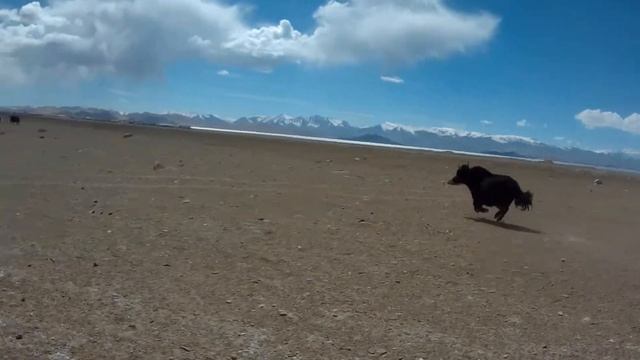 Wild yaks in Pamir mountains / Яки на Памире, Горный Бадахшан, Таджикистан смотреть онлайн