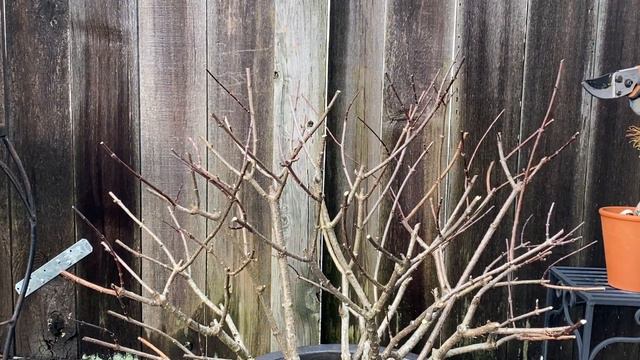 "Little Quick Fire" Panicle Hydrangea, Spring Prune - February 8 смотреть онлайн