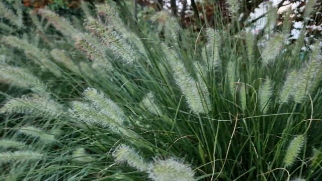 Lampenpoetsergras - Pennisetum alopecuroides 'Hameln' - siergras tips смотреть онлайн