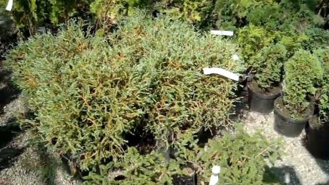 Выбираю в питомнике декоративные растения для ландшафта смотреть онлайн
