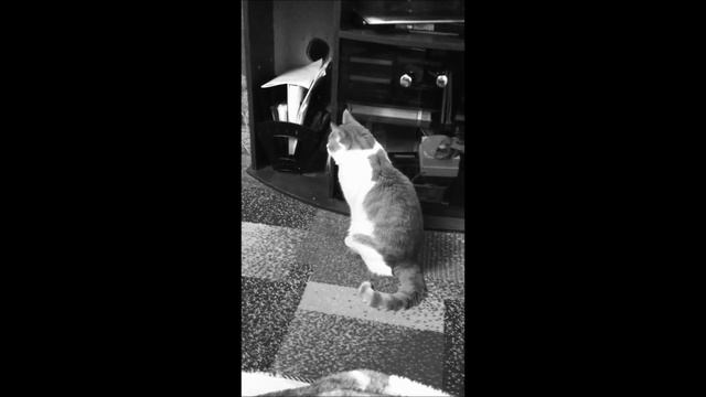 самый грустный кот #мойпервыйбизнес 2019 смотреть онлайн