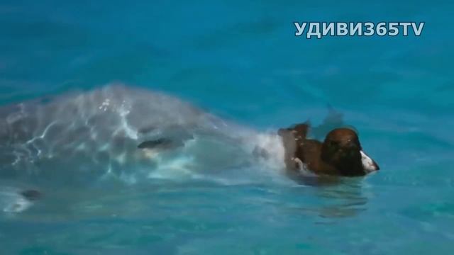 РЫБА - ПОЖИРАТЕЛЬ ПТИЦ! Гигантский каранкс - агрессивная рыба /ловля птиц смотреть онлайн