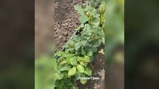 Роза Лавли Грин. Каталог Весна 2021 год смотреть онлайн